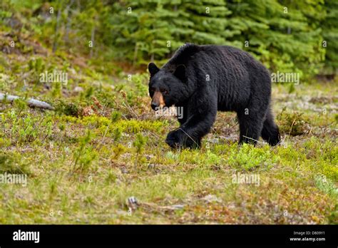 American Black Bear Ursus Americanus Foraging For Roadside Plants