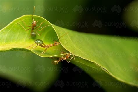 Image Of Green Tree Ants Building Nest Austockphoto