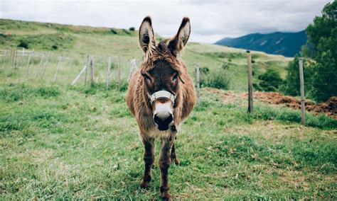 6 Reasons You Need A Miniature Donkey As A Pet Immediately Not That