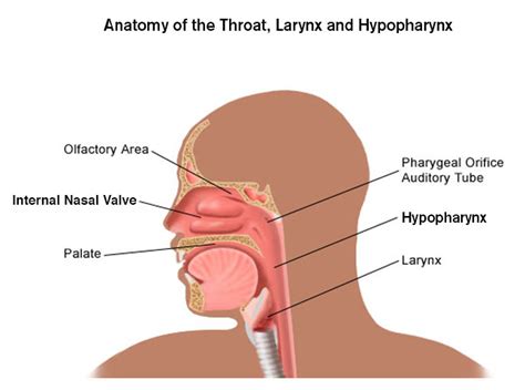 Laryngeal And Hypopharyngeal Cancer Brigham And Womens Faulkner Hospital
