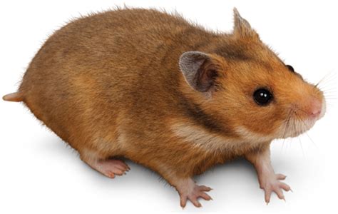 Syrian Hamster Mesocricetus Auratus Petco 55 Off