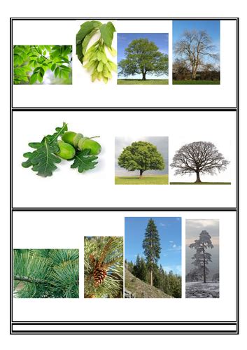 Ks1 Plants And Evergreen And Deciduous Trees Year 1and2 Teaching