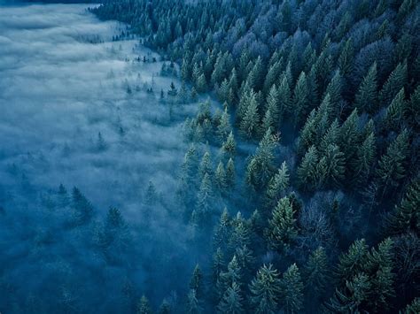 1366x768px Free Download Hd Wallpaper Forest Trees Fog France