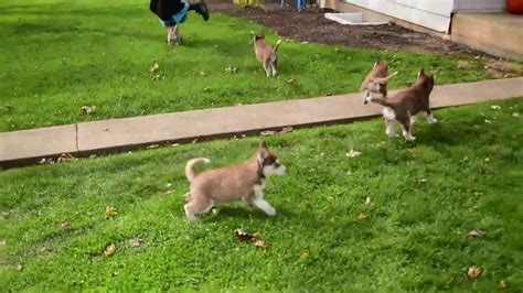 Get in touch with us via the form below and we'll get back to you as soon as possible! Siberian Husky Puppies For Sale - YouTube
