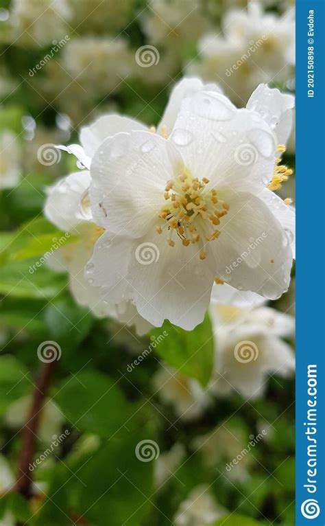 Flowering Jasmine Bushes In Summer Close Up Stock Photo Image Of