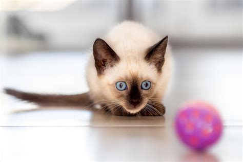 Siamese Cat Breed Information And Characteristics Daily Paws