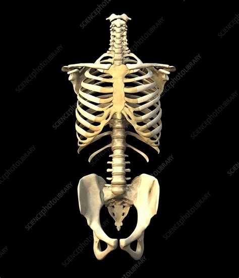 Torso Skeleton Stock Image P1160486 Science Photo Library