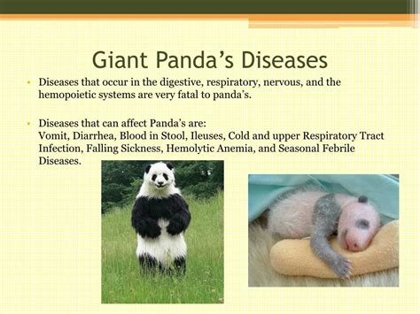 Ppt Giant Panda Powerpoint Presentation Free Download Id2136408
