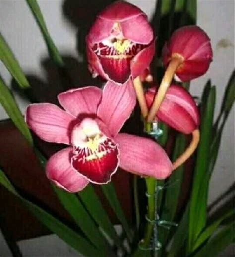 Jual Anggrek Cymbidium Australia Orchid Flowers