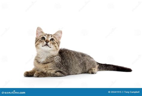 Cute Tabby Kitten Stock Image Image Of Baby Furry Feline 35541915