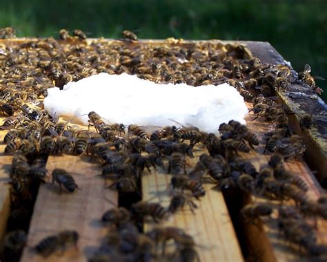 The Peace Bee Farmer Honey Bee Tracheal Mites