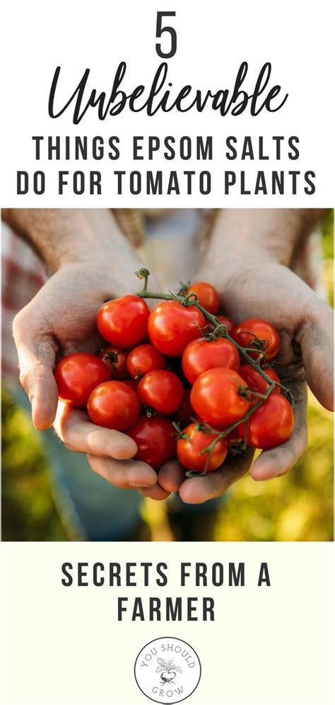 5 Unbelievable Things Epsom Salt Does For Tomato Plants Tomato Plants
