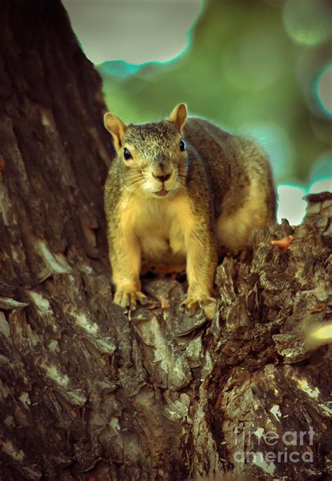 Fox Squirrel Photograph By Robert Bales Fine Art America