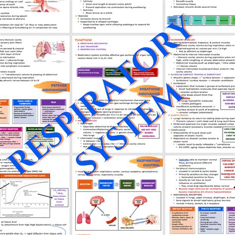 Respiratory System Nursing Notes Scholarly Nurse