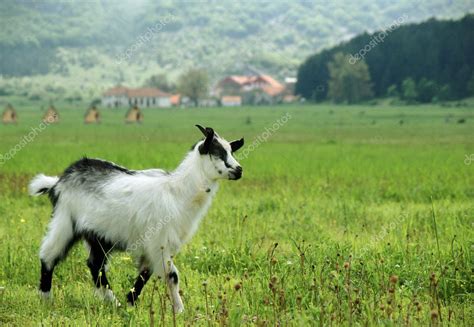 Little Goat In The Meadow — Stock Photo © Marivlada 1143697