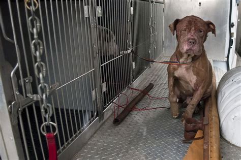 Animals In Alleged Dog Fight Ring In Flint Were Likely Tortured