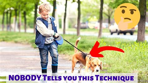How To Stop A Dog From Pulling On The Leash No One Tells You This
