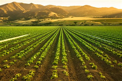 Crops Grow On Fertile Farm Land Stock Photo Download Image Now Istock