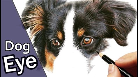How To Draw A Realistic Dog Eye Step By Step Draw The Eye And Start