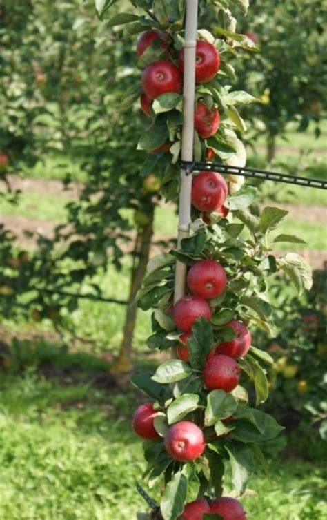 Columnar And Dwarf Fruit Trees 105 Free Age 3 T Plant Etsy