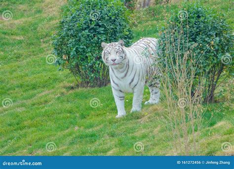 Tiger Stock Photo Image Of Animal Beast Carnivore 161272456