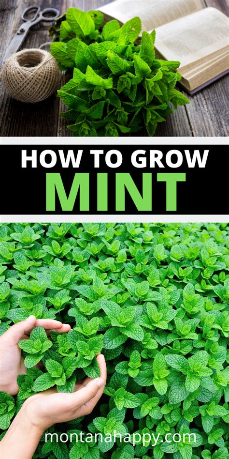 How To Grow A Mint Garden Herb Gardening Mint Garden Backyard Herb