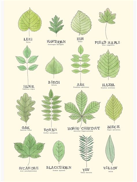 Leaf Id Chart Poster By Lhollyberry Redbubble