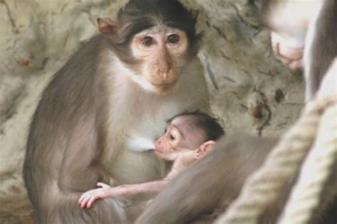 Nace En El Zoo De Barcelona Una Cría De Mangabey Gris En Peligro De