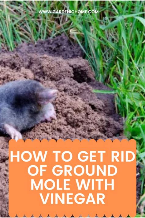 How To Get Rid Of Ground Moles With Vinegar Moles In Yard Mole