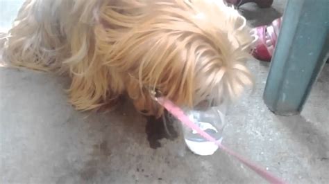 Older puppies should be drinking about one half to a full ounce of water per body pound of weight each day. Cute Dog Drinking Water From A Glass - YouTube