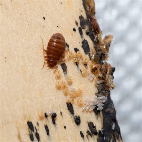 6 Early Signs Of Bed Bugs Top Indicators Of An Infestation