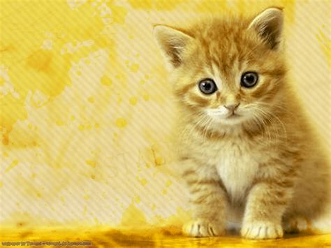 47 Cat Pics For Wallpapers Wallpapersafari