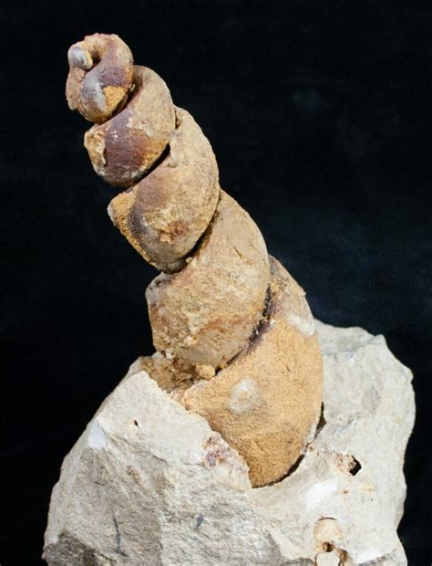 Huge 53 Gastropod Fossil From Morocco 11049 For Sale