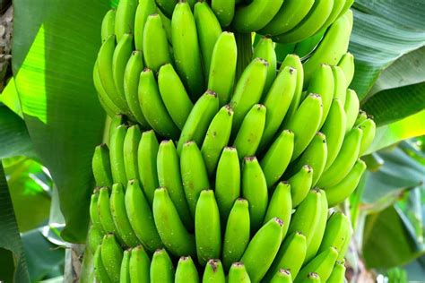Nendran Banana Production In India Cultivation Practices And Farming