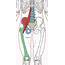 Iliopsoas Complex  Functional Anatomy Integrative Works