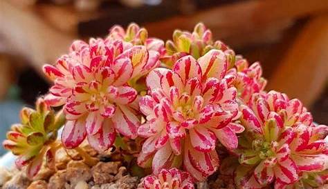 Identification of Succulent Plant Growth and Dormancy | Planting