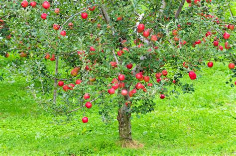 25 Paradise Apple Red Delicious Common Malus Pumila Domestica Fruit Tr