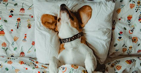 Dormire Con Il Cane Pro Vs Contro