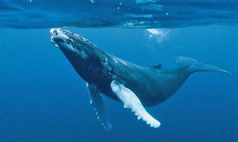 Juego macabro wiki doblaje fanon fandom powered by wikia. El juego macabro de "La ballena azul" | El Diario Ecuador