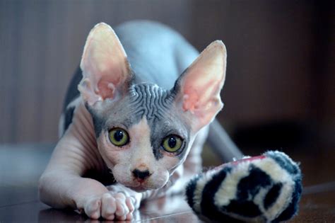 The bengal cat does not shed a lot, though, especially in its youth. Cat Breeds That Shed Less Hair Than Any Others