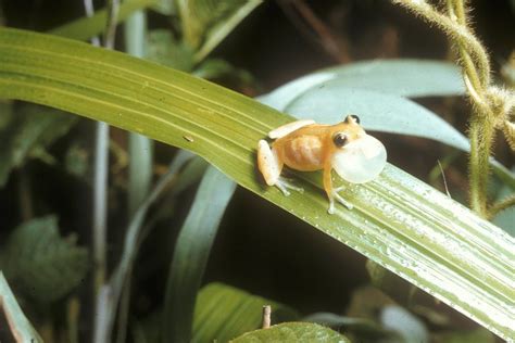 Calphotos Afrixalus Dorsalis Striped Spiny Reed Frog