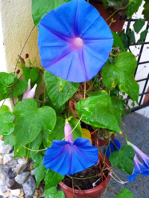 Bunga ashar dikenal juga sebagai kembang pukul empat atau four o'clock plant yang dalam bahasa latin disebut mirabilis jalapa l. TanamSendiri.com -- Grow Your Own: Gambar Hari Ini ...