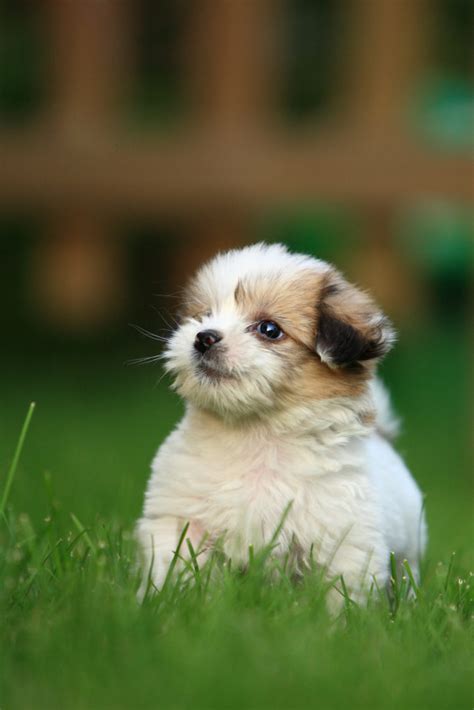 Tips And Tricks On How To Train Your Puppy To Sit In Minutes