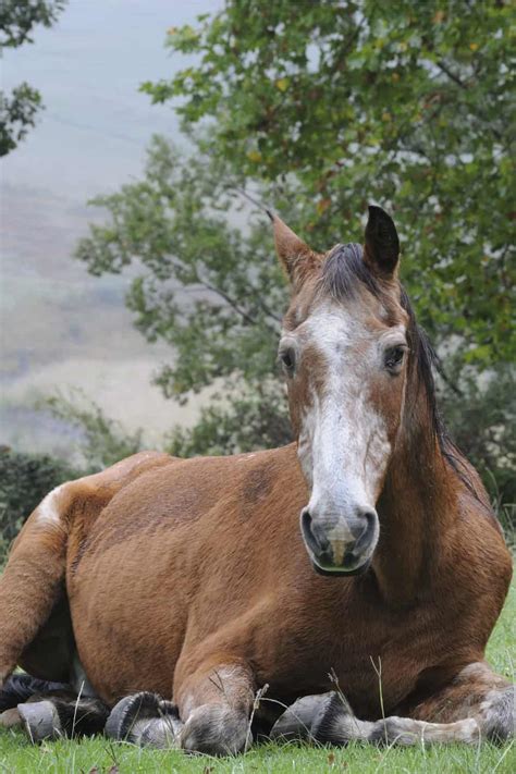 How Long Does A Horse Live 7 Factors Affect Horse Longevity