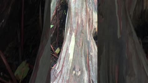 Rainbow Eucalyptus Tree Road To Hana Maui Hawaii Youtube