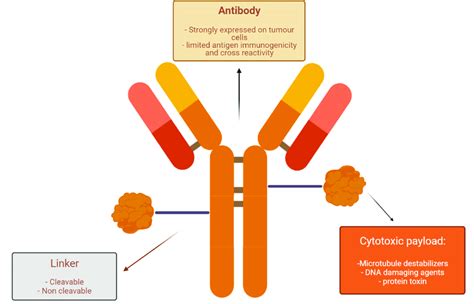 Structure And Main Functions Of Antibody Drug Conjugate Components Download Scientific Diagram