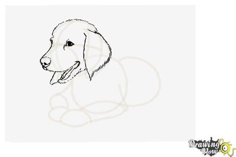 How To Draw A Golden Retriever Face Step By Step