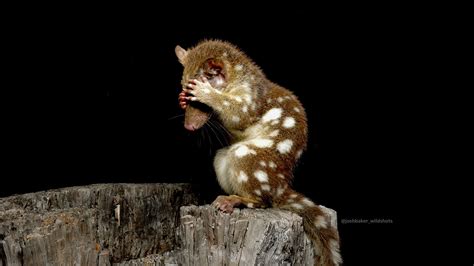 Quoll Headquarters The Spotted Tailed Quoll