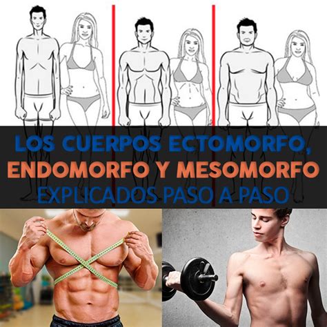 Tipos De Cuerpo Ectomorfo Endomorfo Y Mesomorfo Explicados Paso A The Best Porn Website