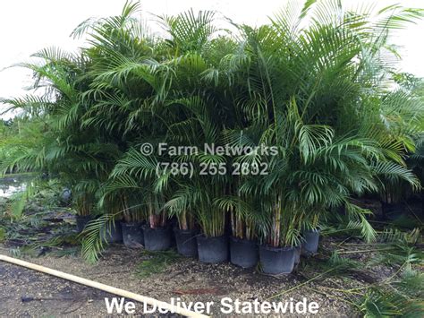 See more about the stunning areca palm tree, and how to care for this popular plant! Areca Palm Hedge - Farm Networks LLC